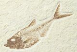 Fossil Stingray (Heliobatis) with Fish - Huge For Species #360539-3